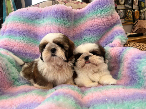 lovely male shih tzu puppies