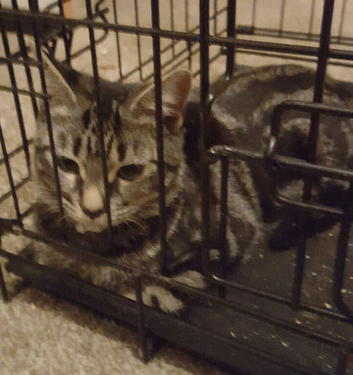 TABBY KITTEN Girl