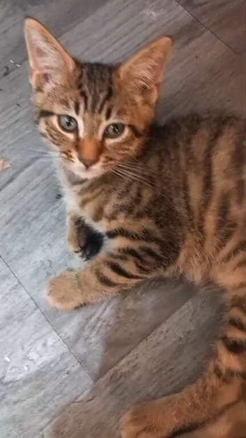 SAVANNAH KITTEN
