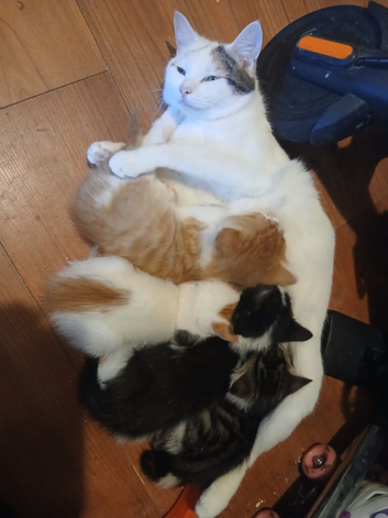 Kittens 3 boys 1 girl