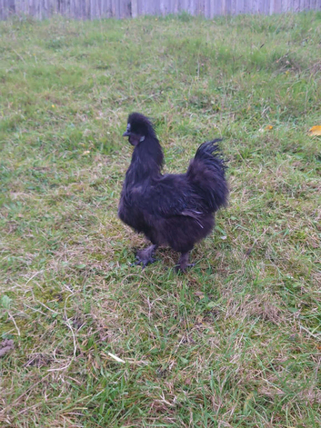 Chikens