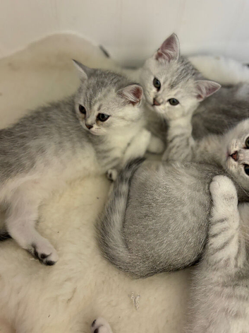 Stunning Shorthair Kittens