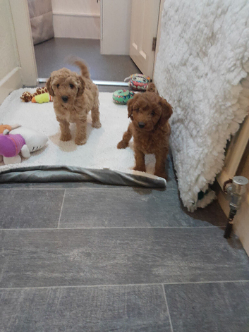 Really lovely schnoodles fully health checked