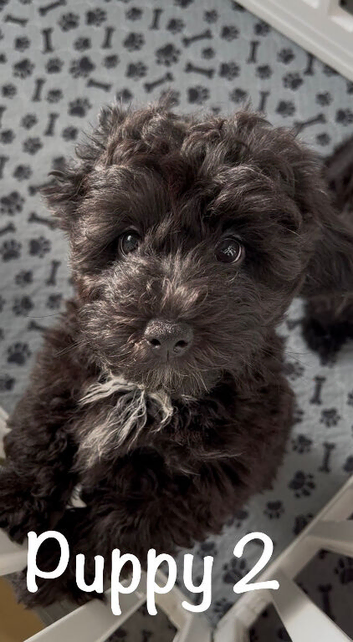Fully DNA Health Tested F1 Maltipoo Puppies
