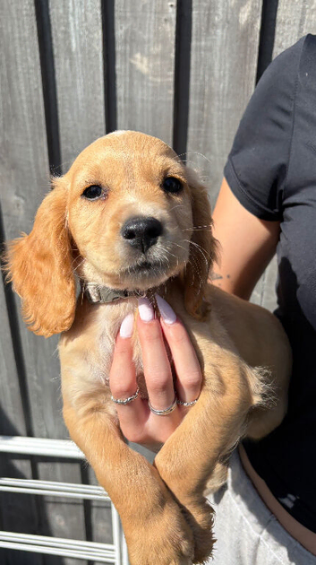 Working cocker spaniel puppies