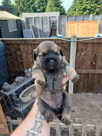 Border terrier pups (SLEM TESTED CLEAR)