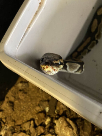 STILL AVAILABLE! Female Wild type Royal Python - Tequilla