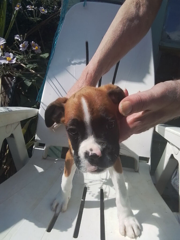KC registered Bobtail boxer looking for sale