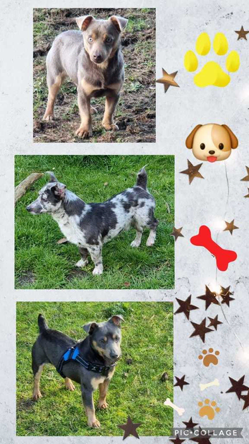 Jack Russell Stud