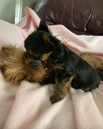 Yorkshire terrier litter of two puppies