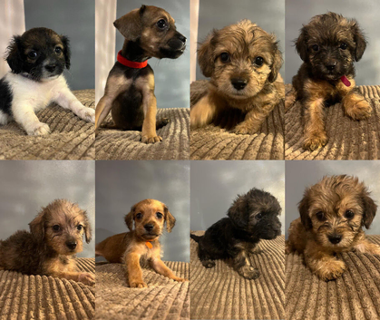 Beautiful Poochi Datzu Puppies