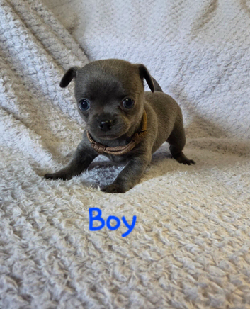 Pedigree Chihuahua Puppies