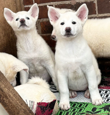 Japanese Akita puppies