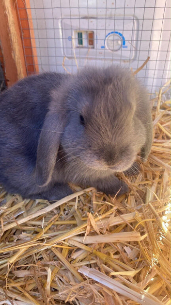 Lilac blue mini lops