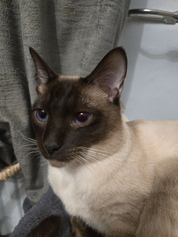 Traditional siamese chocolate point boy stud