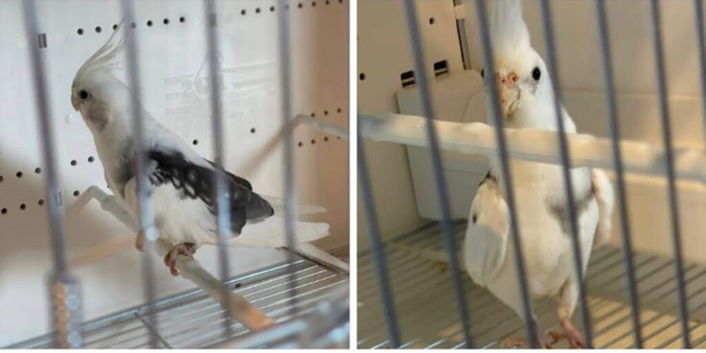 White saddle back pied pair cockatiels