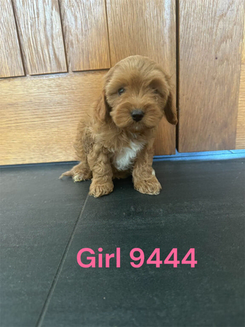 CAVAPOO PUPS F1 REDS PARANTS DNA TESTED