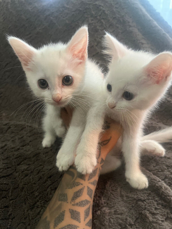Ragdoll cross