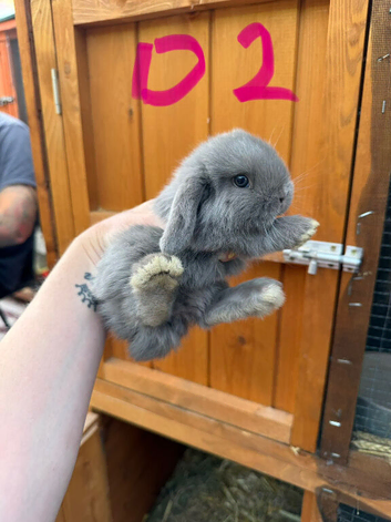 3 x Pure Mini Lops Lilac & blue