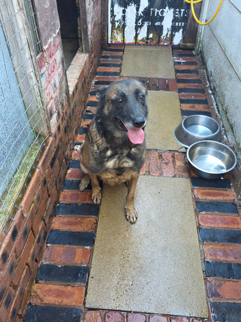 Belgium shepherd bitch free