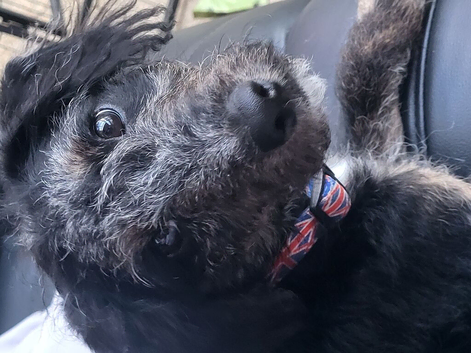 Dobby