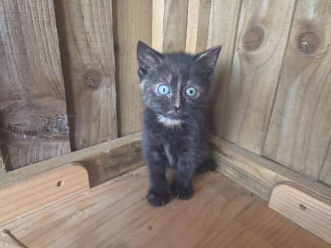 Polydactyl Female Kittens