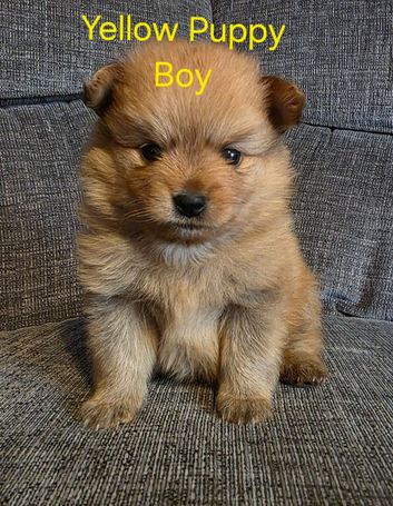 3 beautiful pomeranian puppies