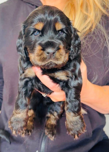 Show Type Cocker Spaniel Pups