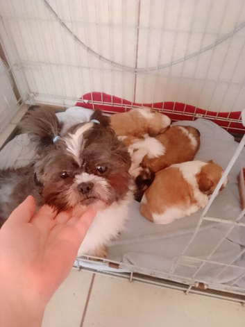Shih Tzu puppies