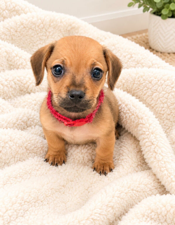 Reduced !!!! Miniature dachshund cross pups