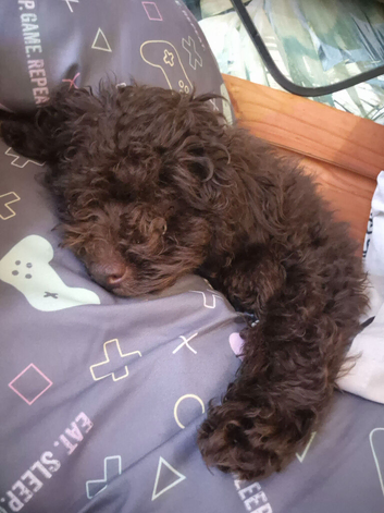 Male cockapoo puppy