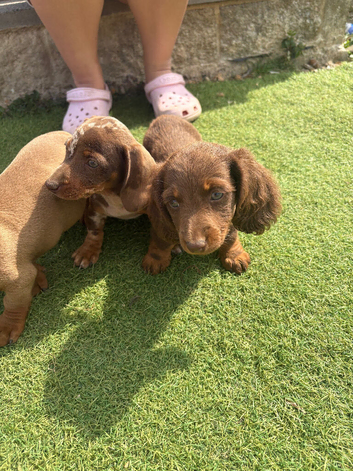3 beautiful puppies for sale