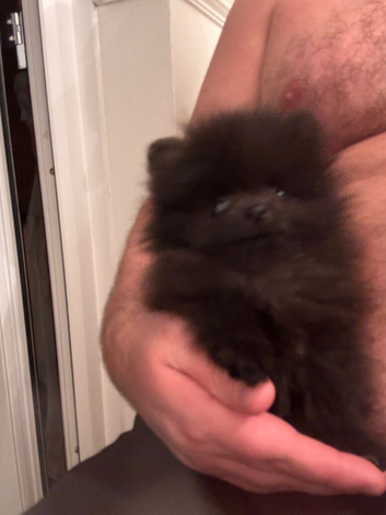 Tea cup Pomeranians