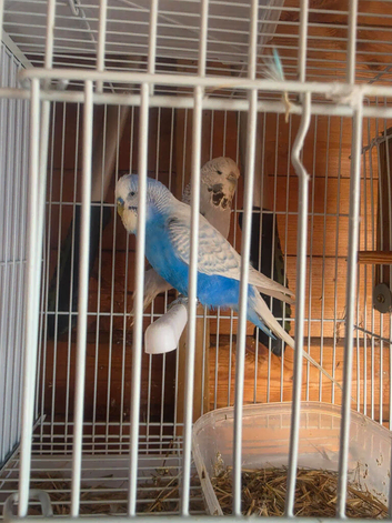 Pair Of Budgies for Sale