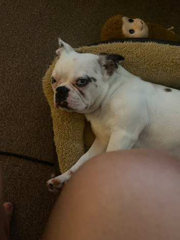 Female Frenchie