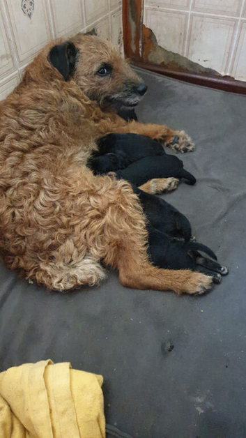 2 Lovely  Patterdale xlakeland puppies