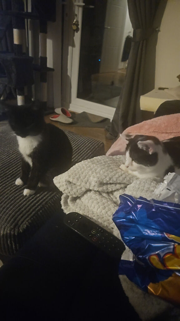 2 10 month old kittens