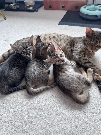 TICA Registered Savannah F4 Kittens - All reserved now