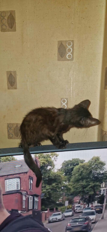 Black kitten 6 month old
