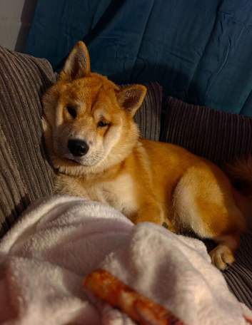 Chow chow cross husky