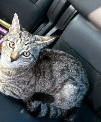 Beautiful male kitten