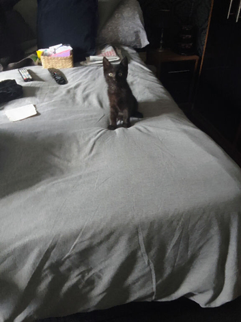 Missing Black Cat ,