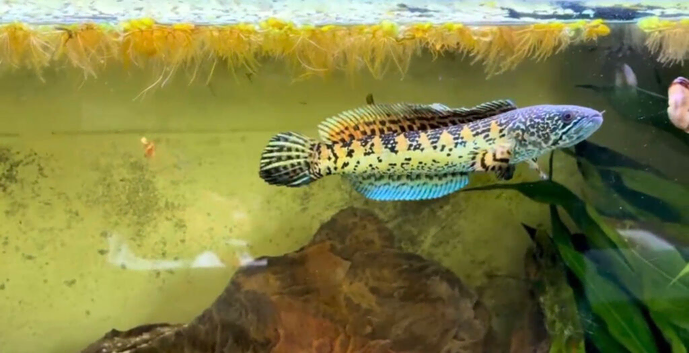 Golden cobra Snakehead ( channa aurantimaculta