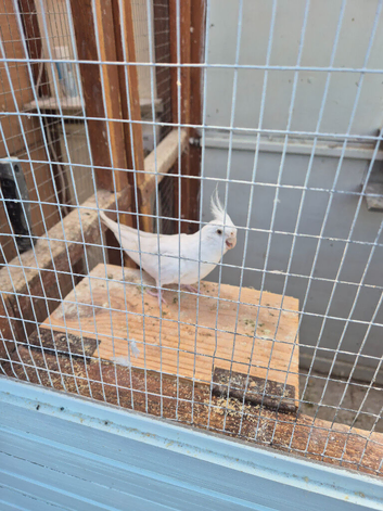 All white cockatiel