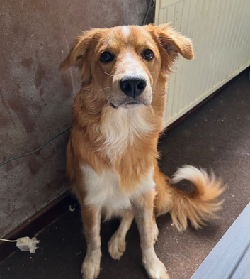 9 month old Border Collie x Welsh Sheep Dog