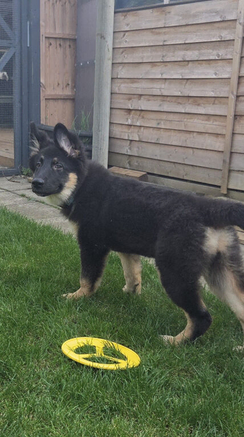 German shepherd x akita puppies