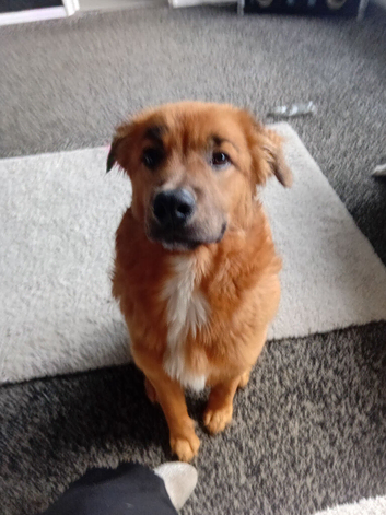 Golden retreiver cross chow chow