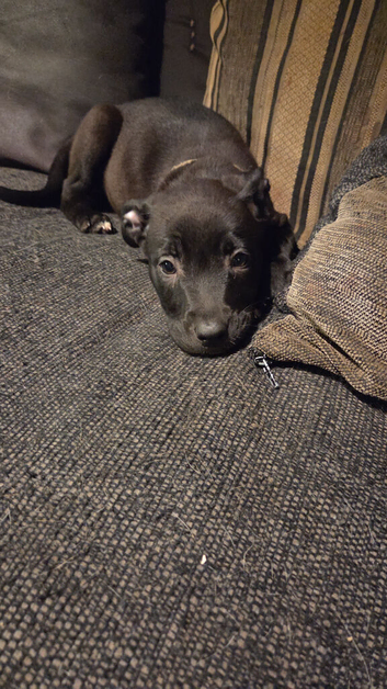 1 female puppy