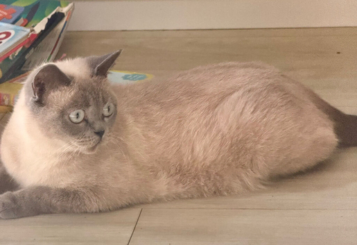 Lilac seal point bsh x tuxedo male