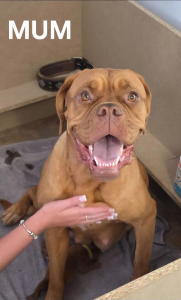 PRICE REDUCED &ndash; LAST 2 FEMALES &ndash; READY NOW!